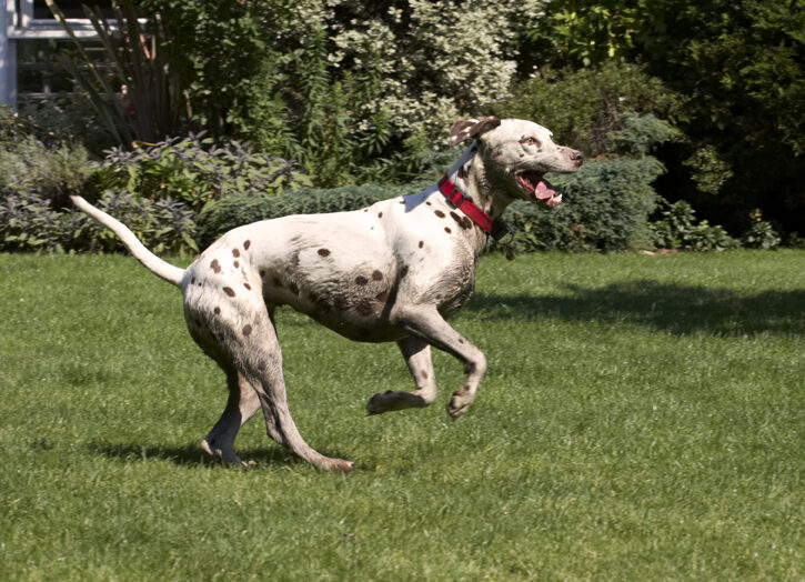 Dalmatian, Dalmatians, Dog, Dogs, MIA, Tongue