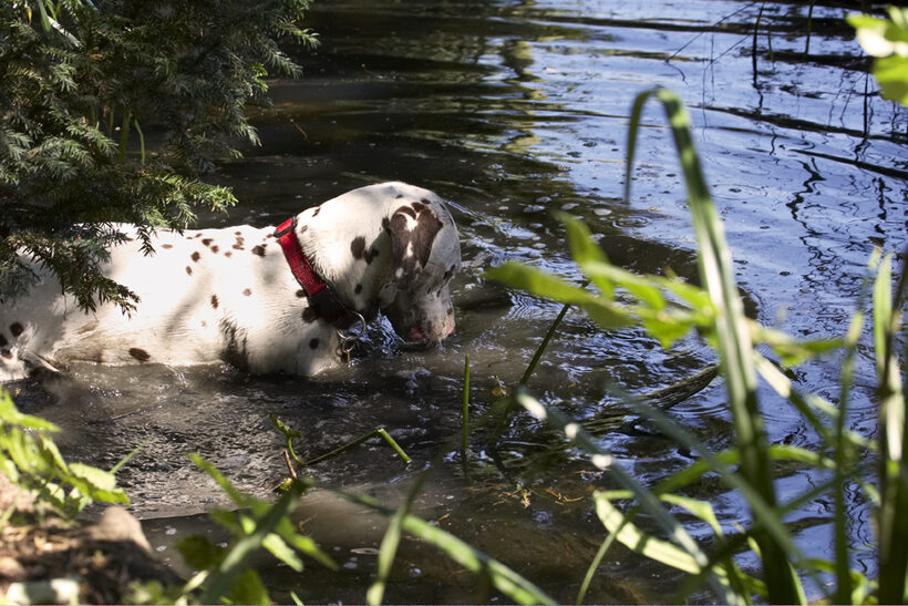 Dalmatian, Dalmatians, Dog, Dogs, MIA