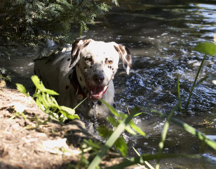 Dalmatian, Dalmatians, Dog, Dogs, MIA