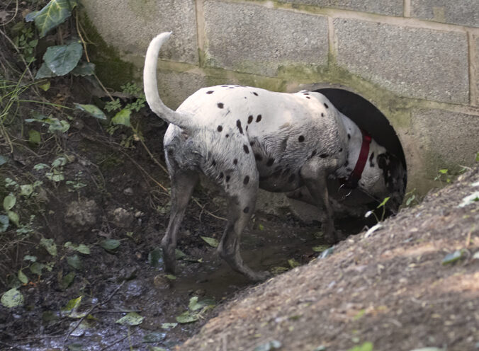 Dalmatian, Dalmatians, Dog, Dogs, MIA