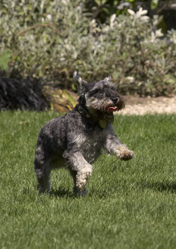 Dog, Dogs, Miniature Schnauzer, Molly