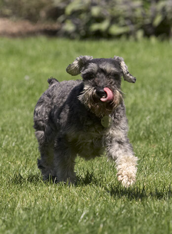Dog, Dogs, Miniature Schnauzer, Molly, Tongue