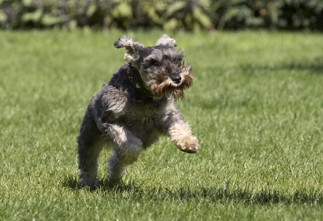 Dog, Dogs, Miniature Schnauzer, Molly