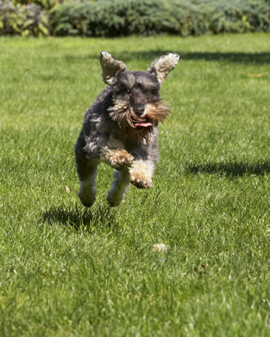 Dog, Dogs, Miniature Schnauzer, Molly