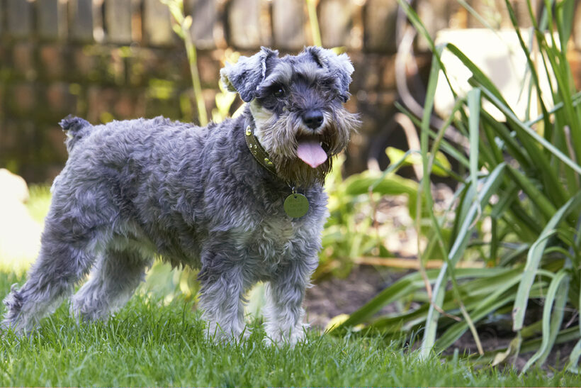 Dog, Dogs, Miniature Schnauzer, Molly, Tongue