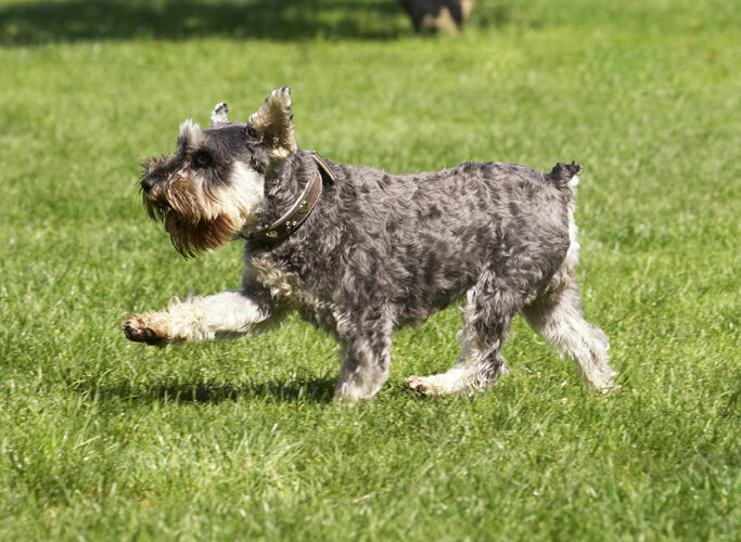 Dog, Dogs, Miniature Schnauzer, Molly