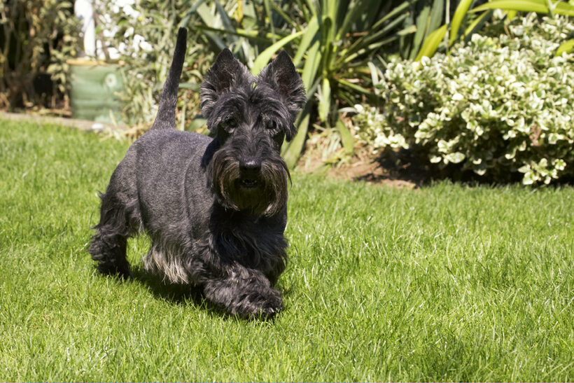 Billy, Dog, Dogs, Scottish terrier, Terriers