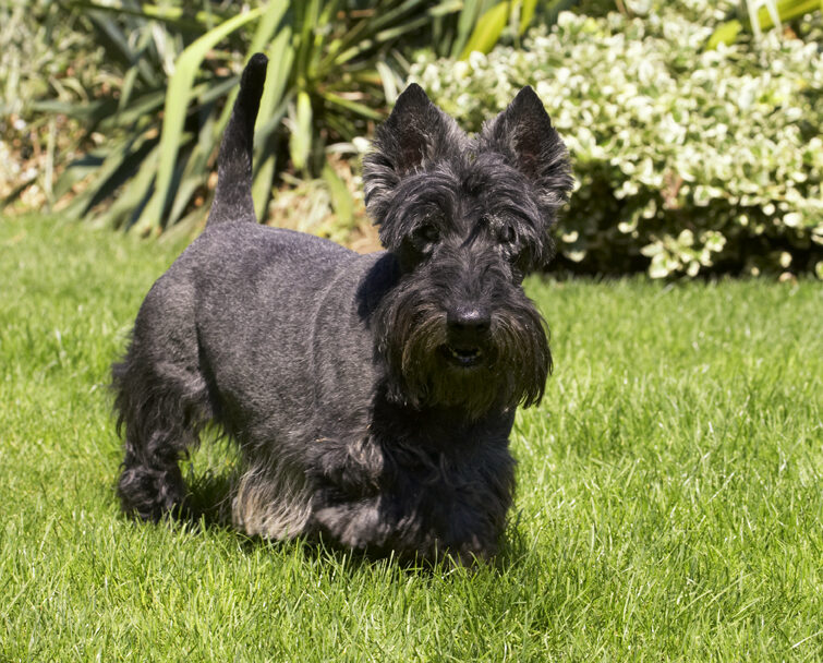 Billy, Dog, Dogs, Scottish terrier, Terriers