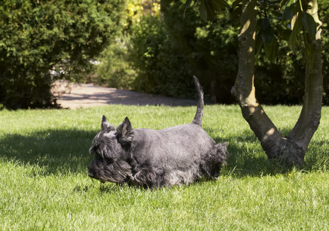 Billy, Dog, Dogs, Scottish terrier, Terriers