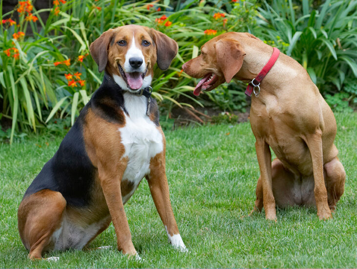 Dog, Dogs, Hamilton Stovare, Hungarian Viszla, Jessie, Pippa, Tongue