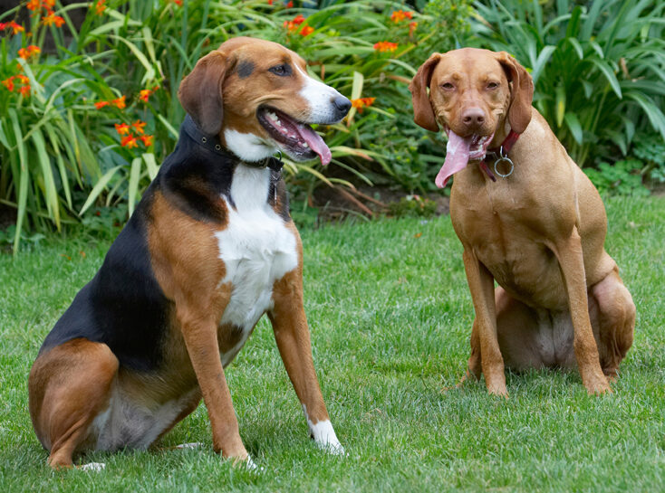 Dog, Dogs, Hamilton Stovare, Hungarian Viszla, Jessie, Pippa, Tongue