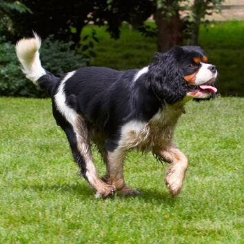 Dog, Dogs, Jasper, King Charlies Spaniel, Spaniels, Tongue
