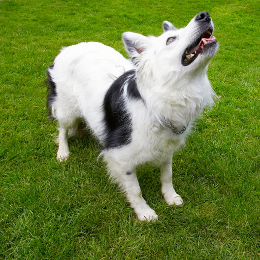 Bella, Border Collie, Collies, Dog, Dogs