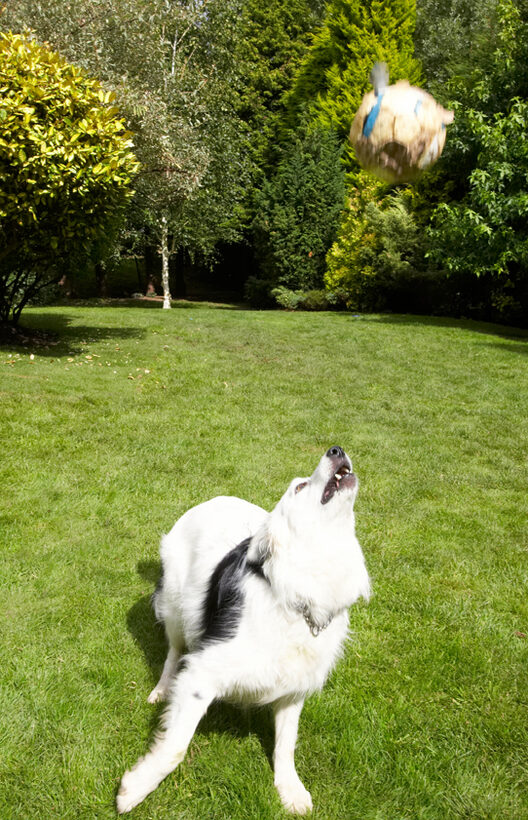 Bella, Border Collie, Collies, Dog, Dogs