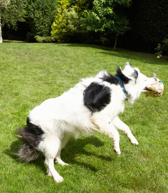 Bella, Border Collie, Collies, Dog, Dogs