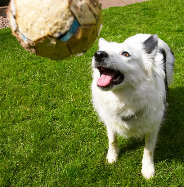Bella, Border Collie, Collies, Dog, Dogs, Tongue