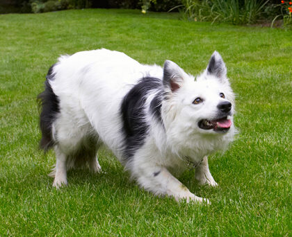 Bella, Border Collie, Collies, Dog, Dogs