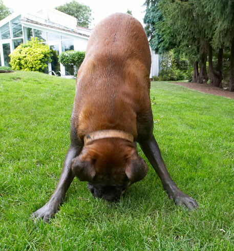 Boxer, Dog, Dogs, Nog