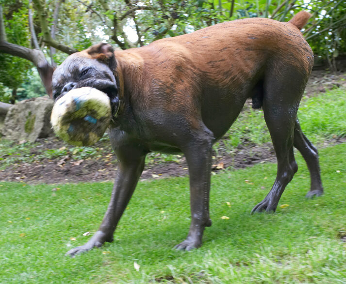 Boxer, Dog, Dogs, Nog