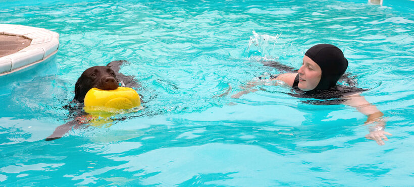 Chocolate labrador, George, Julita, Swimming Pool