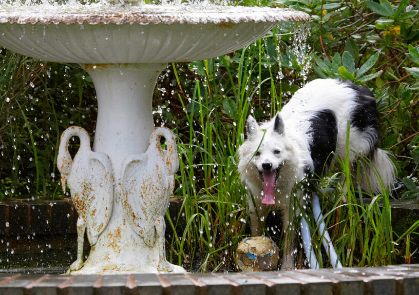 Bella, Border Collie, Collies, Dog, Dogs, Fountain, Tongue