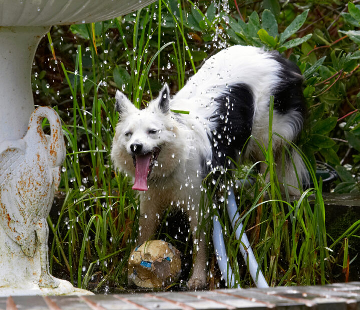 Bella, Border Collie, Collies, Dog, Dogs, Fountain, Tongue