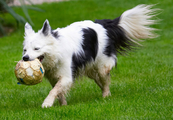 Bella, Border Collie, Collies, Dog, Dogs