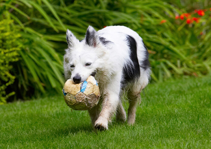 Bella, Border Collie, Collies, Dog, Dogs
