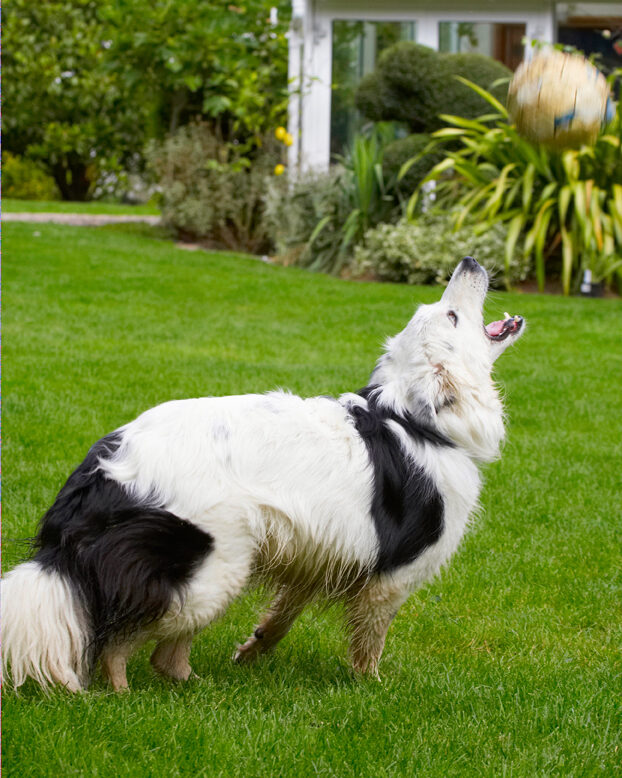 Bella, Border Collie, Collies, Dog, Dogs