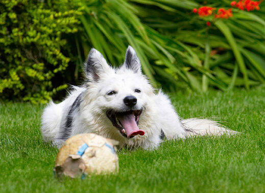 Bella, Border Collie, Collies, Dog, Dogs, Tongue