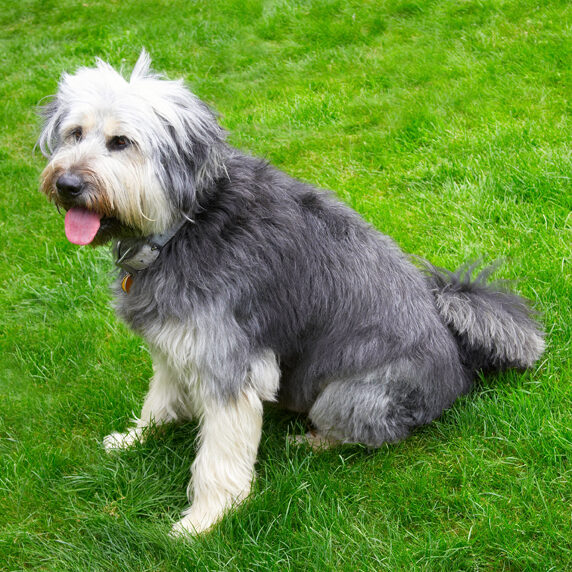 Briard, Dog, Dogs, Tongue, Wally