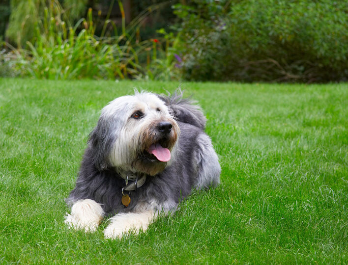 Briard, Dog, Dogs, Tongue, Wally