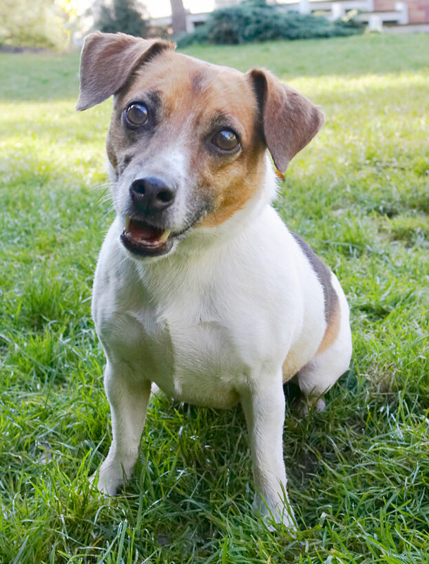Bumble, Dog, Dogs, Jack Russell Terrier, Terriers
