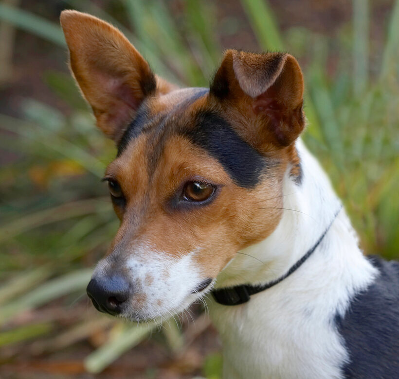 Dog, Dogs, Jack Russell Terrier, Scooter, Terriers
