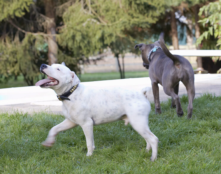 Dog, Dogs, Domino, Sky, Staffordshire Bull Terrier, Terriers, Tongue