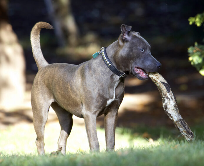 Dog, Dogs, Sky, Staffordshire Bull Terrier, Terriers