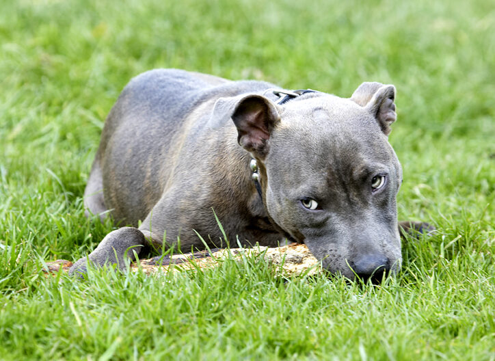 Dog, Dogs, Sky, Staffordshire Bull Terrier, Terriers