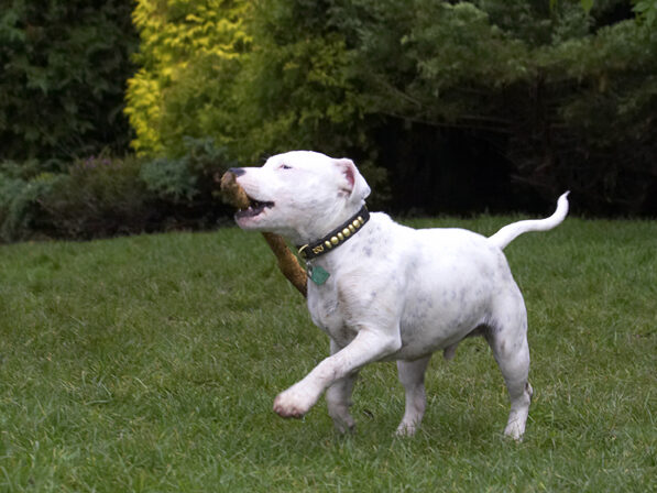 Dog, Dogs, Domino, Sky, Staffordshire Bull Terrier, Terriers