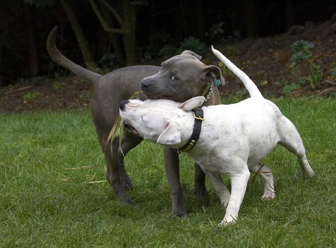 Dog, Dogs, Domino, Sky, Staffordshire Bull Terrier, Terriers