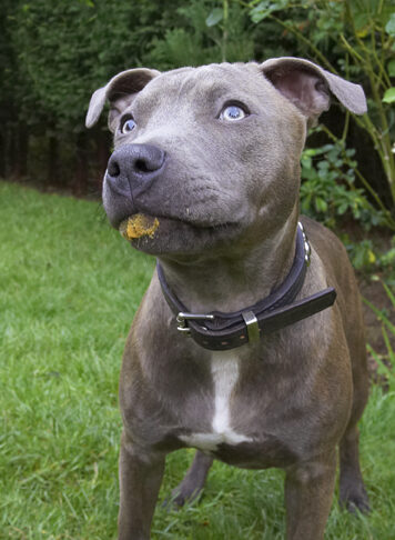 Dog, Dogs, Domino, Peanut Butter, Sky, Staffordshire Bull Terrier, Terriers