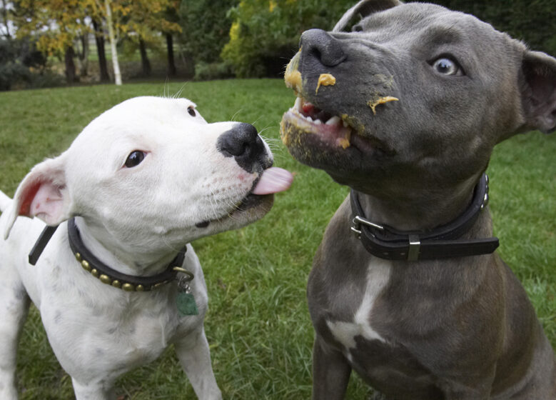 Dog, Dogs, Domino, Peanut Butter, Sky, Staffordshire Bull Terrier, Terriers, Tongue