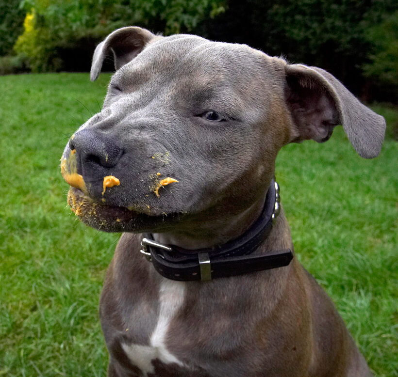Dog, Dogs, Peanut Butter, Sky, Staffordshire Bull Terrier, Terriers