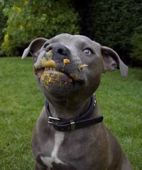 Dog, Dogs, Domino, Peanut Butter, Sky, Staffordshire Bull Terrier, Terriers