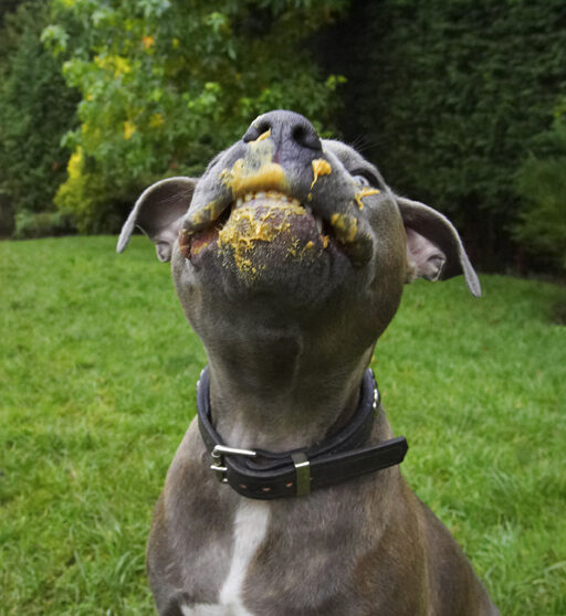 Dog, Dogs, Domino, Peanut Butter, Sky, Staffordshire Bull Terrier, Terriers