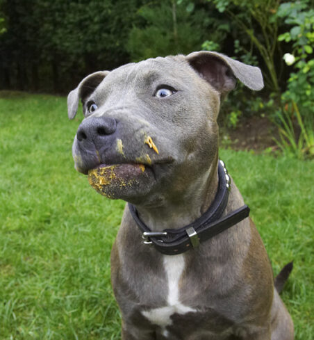 Dog, Dogs, Domino, Peanut Butter, Sky, Staffordshire Bull Terrier, Terriers