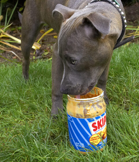 Dog, Dogs, Domino, Peanut Butter, Sky, Staffordshire Bull Terrier, Terriers, Tongue