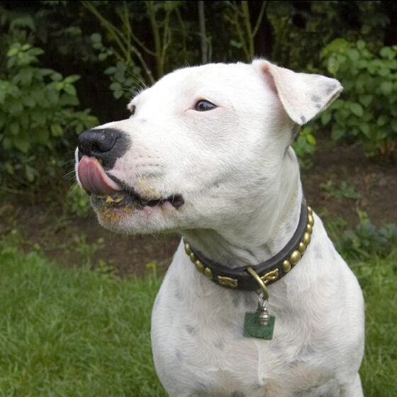 Dog, Dogs, Domino, Sky, Staffordshire Bull Terrier, Terriers, Tongue