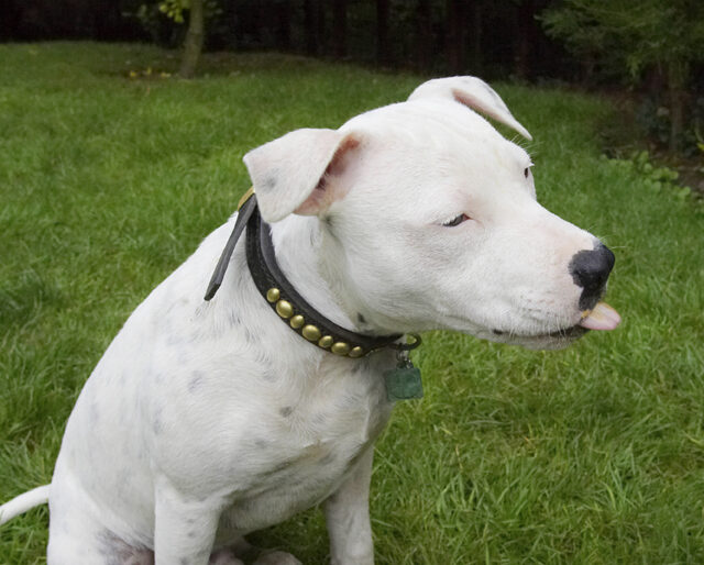 Dog, Dogs, Domino, Sky, Staffordshire Bull Terrier, Terriers, Tongue