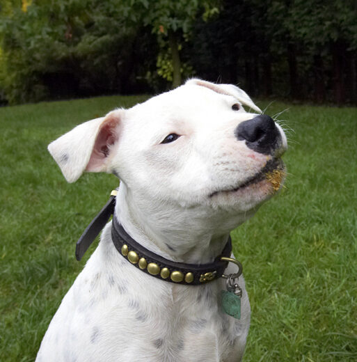 Dog, Dogs, Domino, Peanut Butter, Sky, Staffordshire Bull Terrier, Terriers