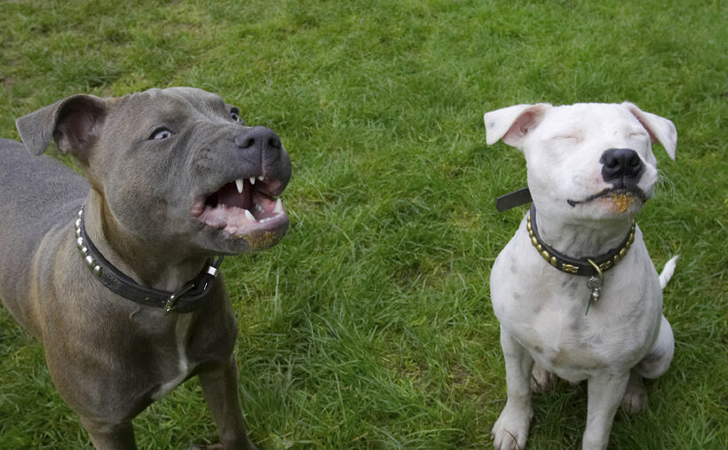 Dog, Dogs, Domino, Peanut Butter, Sky, Staffordshire Bull Terrier, Terriers